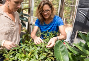 Plant Biology BS/Plant Pathology MS
